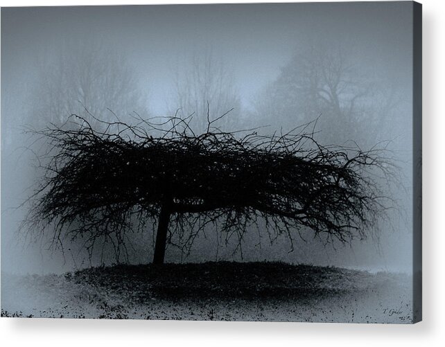 Britain Acrylic Print featuring the photograph Middlethorpe Tree In Fog Blue by Tony Grider