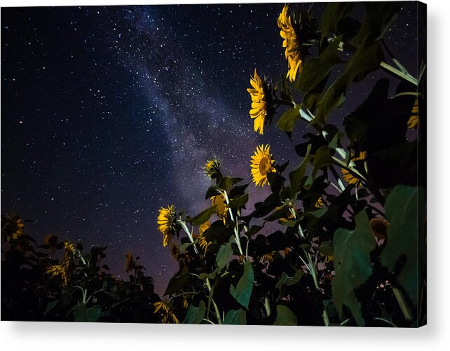 Sunflowers Acrylic Print featuring the photograph Night Watchmen by Bryan Bzdula