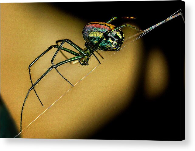 Orb Weaver Acrylic Print featuring the photograph Orb Weaver by Jamieson Brown