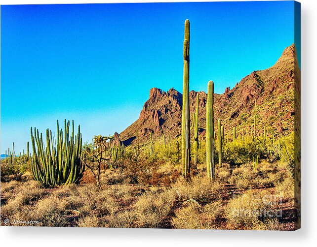 Arizona Acrylic Print featuring the photograph Organ Pipe Cactus National Monument Late Afternoon by Bob and Nadine Johnston