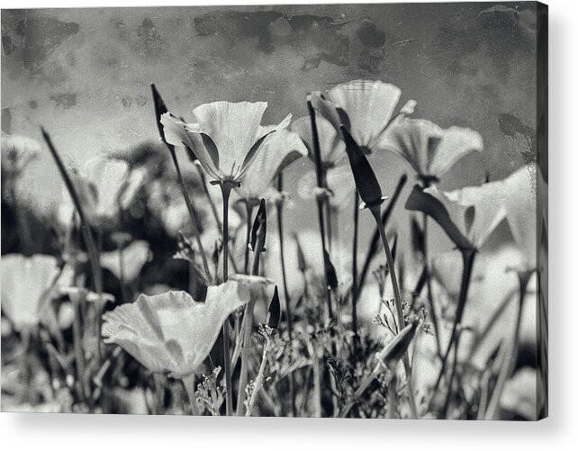 Monochrome Flowers Acrylic Print featuring the photograph Poppies in Mono by Georgia Clare