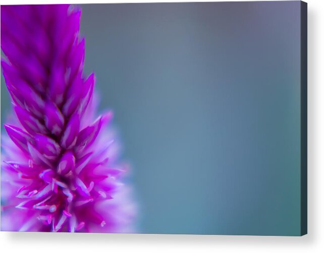 Fall Acrylic Print featuring the photograph Purple Blur by Wild Fotos