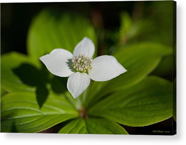 Flower Acrylic Print featuring the photograph Quadrapetal by WB Johnston