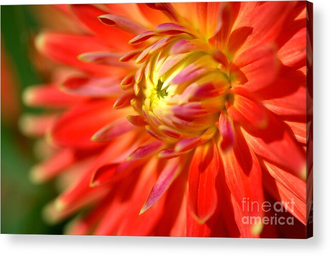 Beautiful Acrylic Print featuring the photograph Red and Yellow Dahlia Flower Close Up by Laurent Lucuix