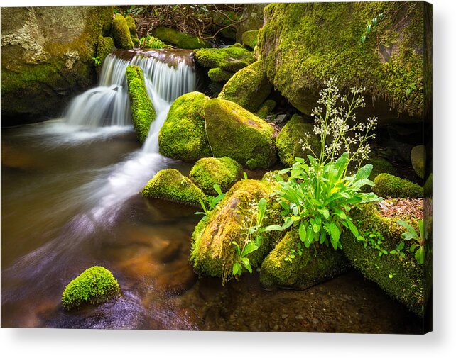 Great Smoky Mountains Acrylic Print featuring the photograph Roaring Fork Great Smoky Mountains National Park TN by Dave Allen