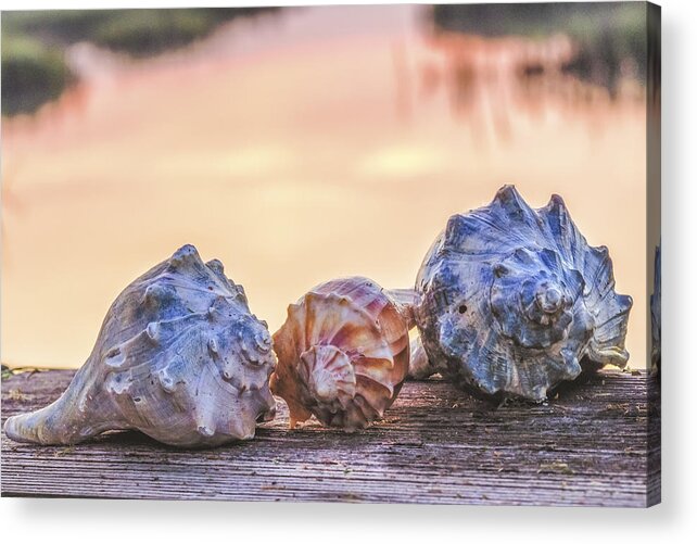 Shell Acrylic Print featuring the photograph Sea Shells Image Art by Jo Ann Tomaselli