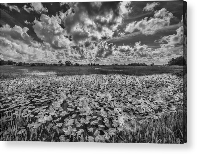 Everglades Acrylic Print featuring the photograph Shadows in the Afternoon by Jon Glaser