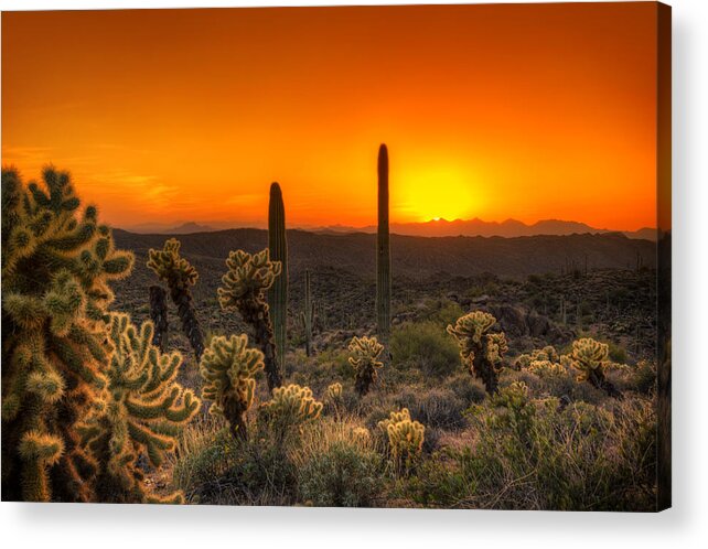 Cholla Acrylic Print featuring the photograph Skyfire Cholla by Anthony Citro