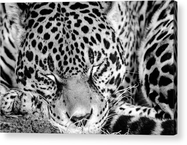 Leopard Acrylic Print featuring the photograph Sleeping by Wild Fotos