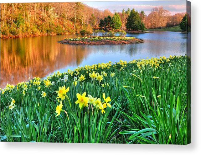 Flowers Acrylic Print featuring the photograph Spring Daffodils at Laurel Ridge-Connecticut by TS Photo