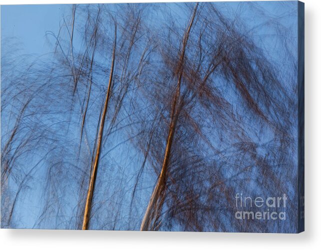 Trees Acrylic Print featuring the photograph Talking trees by Casper Cammeraat