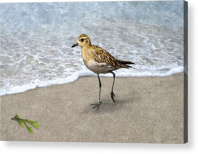 Golden Plover Acrylic Print featuring the painting Treasure On The Beach by Stephen Jorgensen