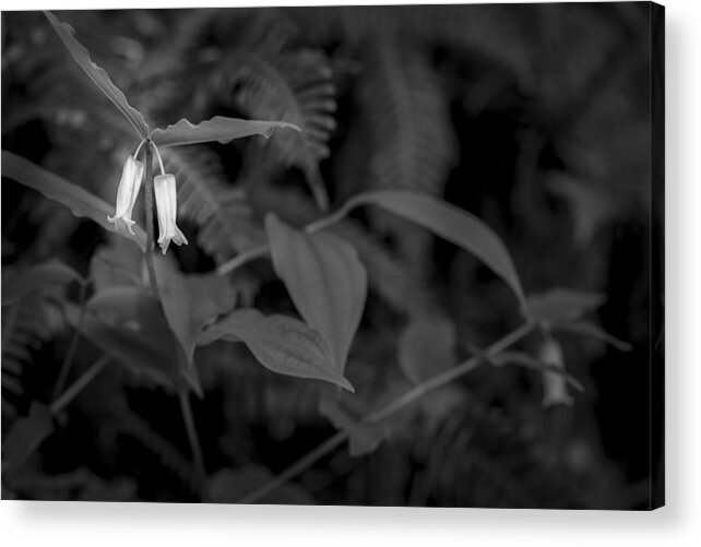 Scenery Acrylic Print featuring the photograph Two Buds by Jon Glaser