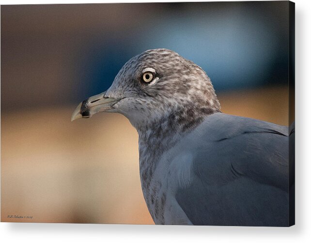 Gull Acrylic Print featuring the photograph Watching the Port by WB Johnston