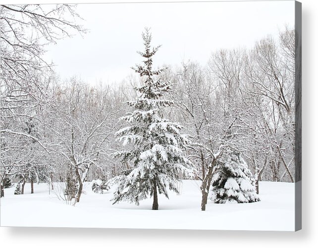 Winter Acrylic Print featuring the photograph Winter White-out by Doris Potter