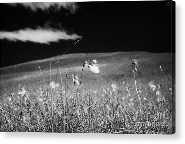 Bog Acrylic Print featuring the photograph Bog Cotton Cottongrass Eriophorum Growing With Wildflowers On A Mountain Blanket Peat Bog #2 by Joe Fox