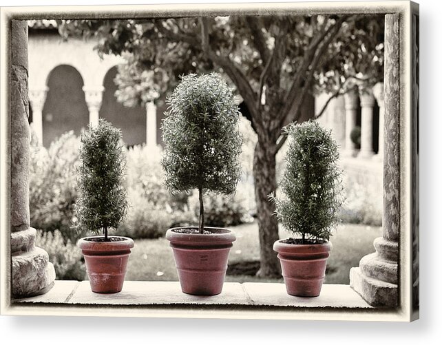 Plants Acrylic Print featuring the photograph 3 Pots by Roni Chastain