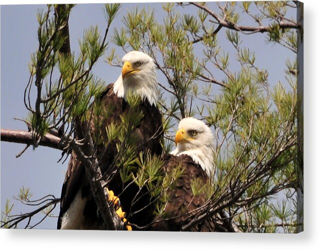 Adirondack Mts. Acrylic Print featuring the photograph Bog River Eagles Close up by Peter DeFina