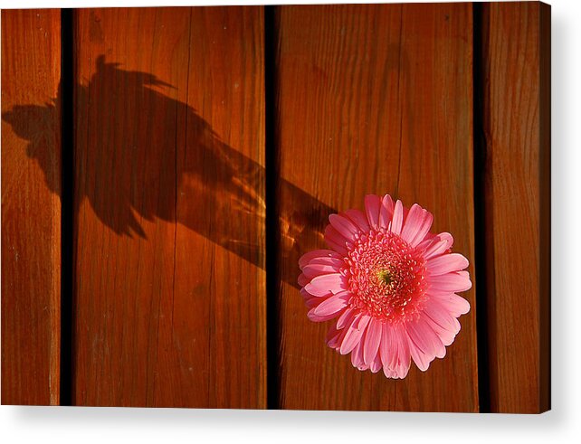Flower Acrylic Print featuring the photograph Cast Aside by Gene Hilton