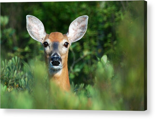 Nature Acrylic Print featuring the photograph Deer in the woods by Peter DeFina