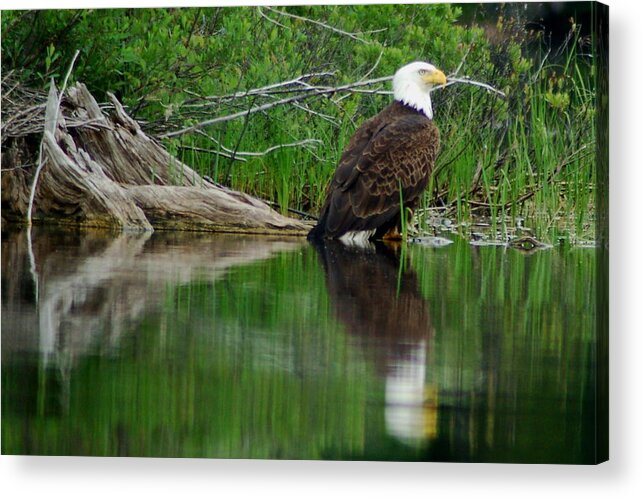 Eagle Acrylic Print featuring the photograph Eagle at Rest by Peter DeFina