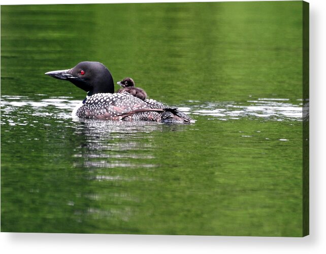 Loon Acrylic Print featuring the photograph Easy Rider by Peter DeFina