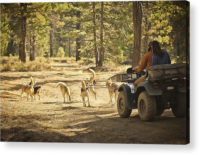 Mushing Acrylic Print featuring the photograph Elim's First Run 3 by Sherri Meyer