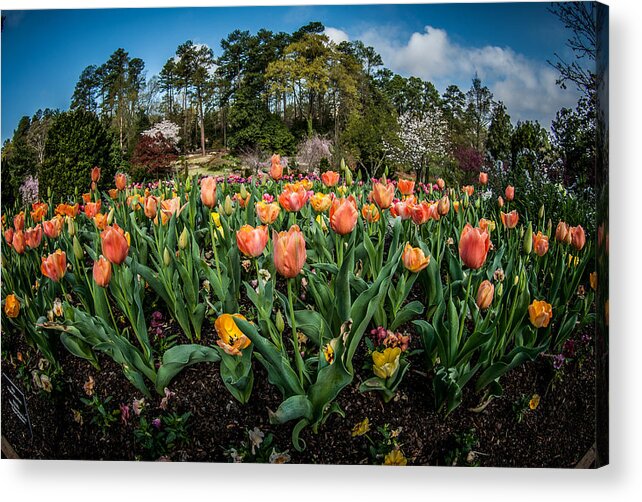 Tulips Acrylic Print featuring the photograph Gateway Portals by Gene Hilton
