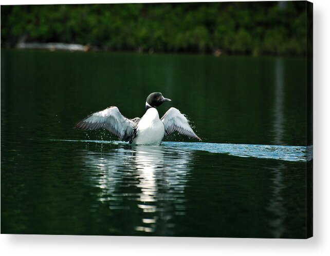 Loon Acrylic Print featuring the photograph Lone Loon by Peter DeFina