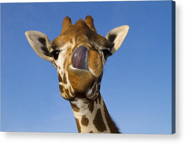 Giraffe Acrylic Print featuring the photograph Mmmm Mmmmm Good by Carrie Cranwill