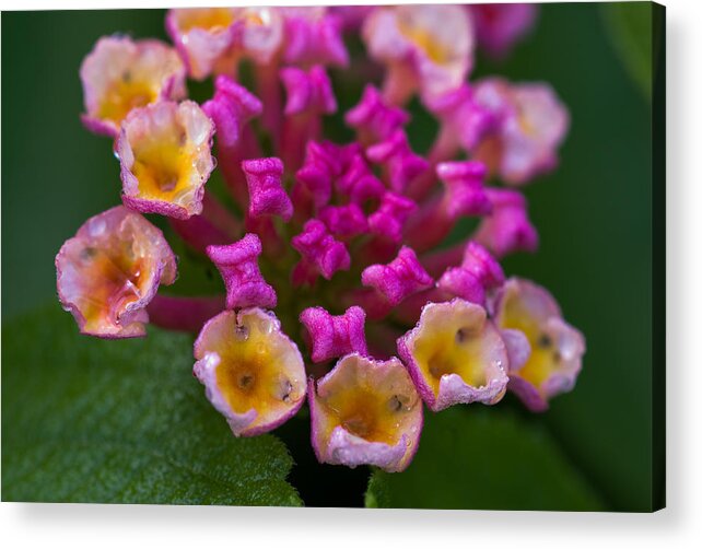 Pink Acrylic Print featuring the photograph Pink by Gene Hilton