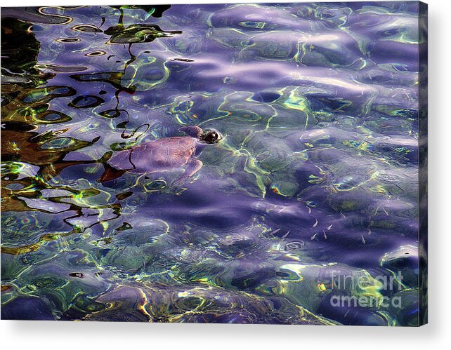 Sea Turtle Acrylic Print featuring the photograph playing at Crete by Casper Cammeraat