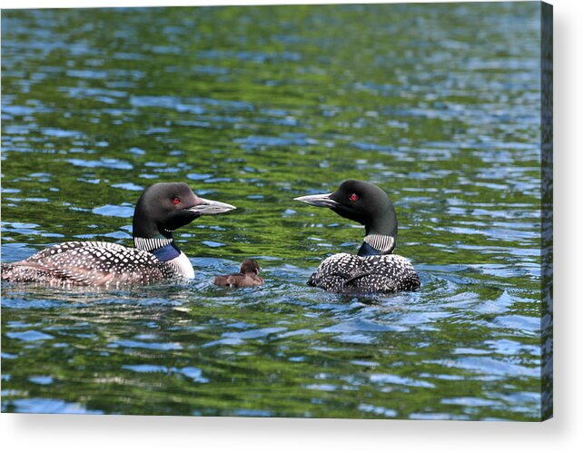 Loon Acrylic Print featuring the photograph Protective Parents by Peter DeFina