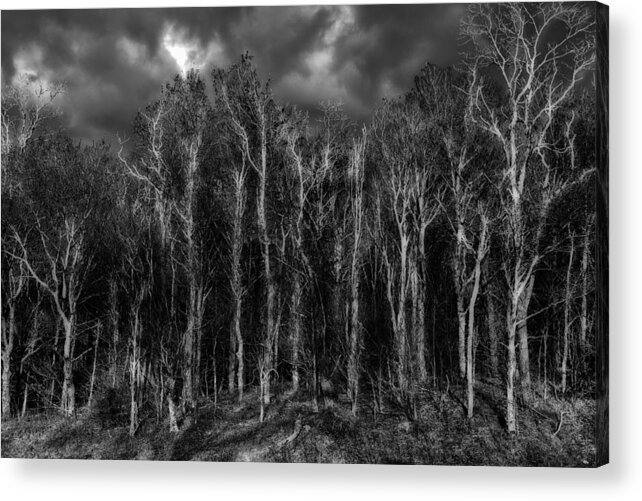 North Carolina Acrylic Print featuring the photograph Red Forest BW by Dan Carmichael