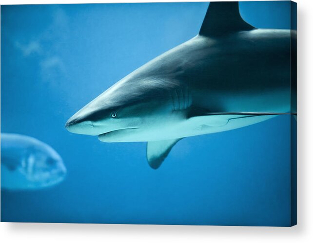 Caribbean Acrylic Print featuring the photograph Shark - Caribbean Reef Shark Aqua Marine Blue by Dave Allen