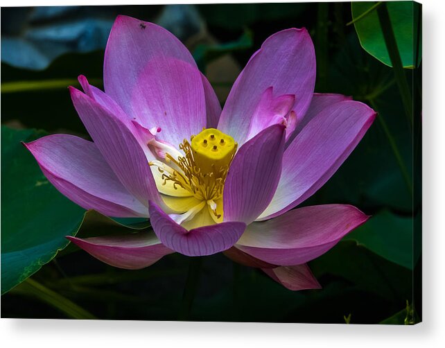 Flower Acrylic Print featuring the photograph Speak to Me by Gene Hilton