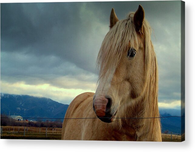 Horses Acrylic Print featuring the photograph Strength.. by Al Swasey