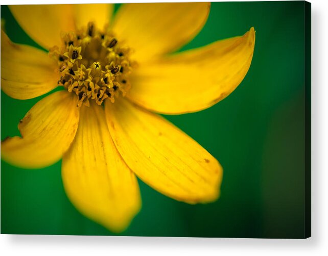 Flora Acrylic Print featuring the photograph The Fair One VII by Gene Hilton