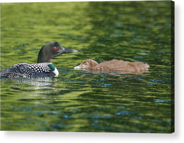 Loon Acrylic Print featuring the photograph Watchful Parent by Peter DeFina