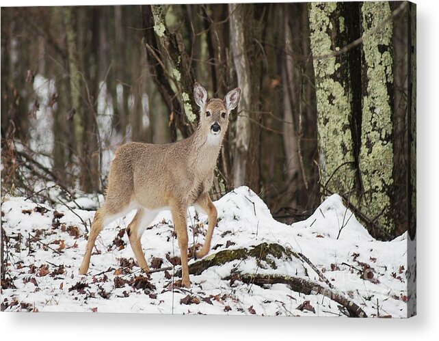 Deer Acrylic Print featuring the photograph Doe in Snow by Benanne Stiens