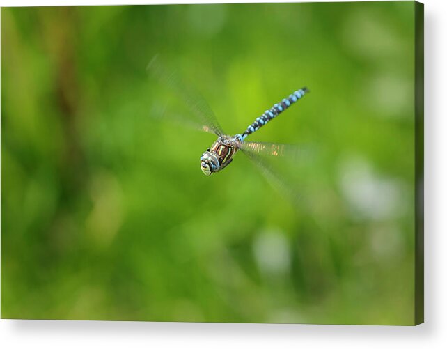 Dragonfly Acrylic Print featuring the photograph Emperor Dragonfly by Rick Deacon