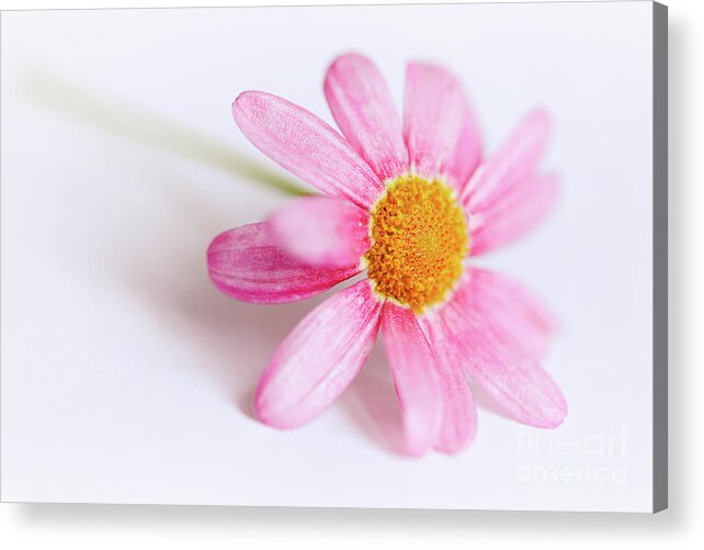 Pink Acrylic Print featuring the photograph Pink Aster flower #4 by Nick Biemans