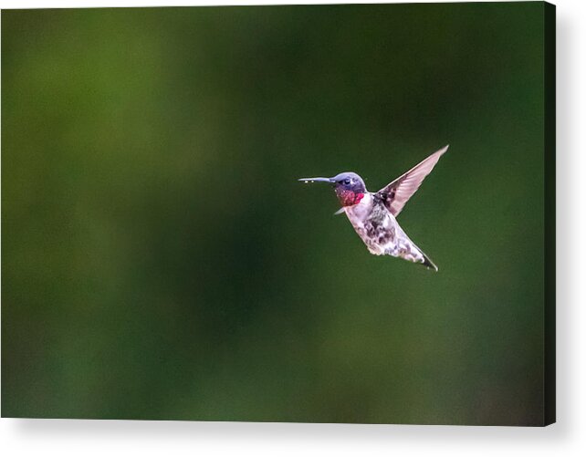 Bird Acrylic Print featuring the photograph A Little Something on the Chin by Steven Santamour