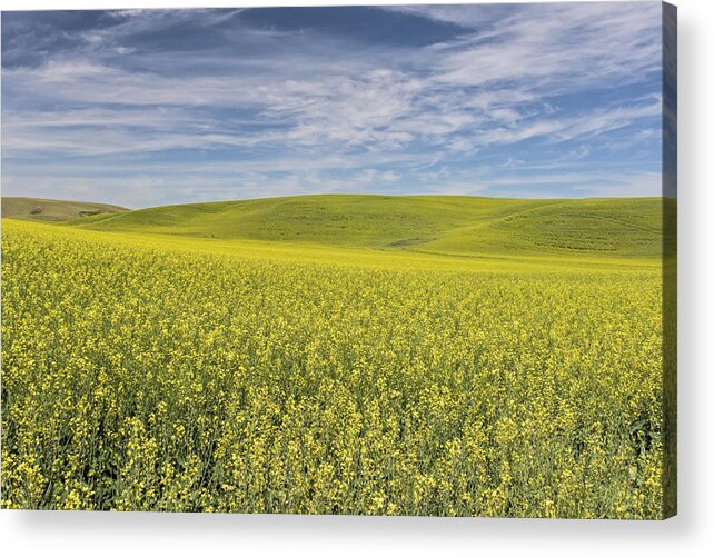 Agriculture Acrylic Print featuring the photograph Acreage of Yellow by Jon Glaser