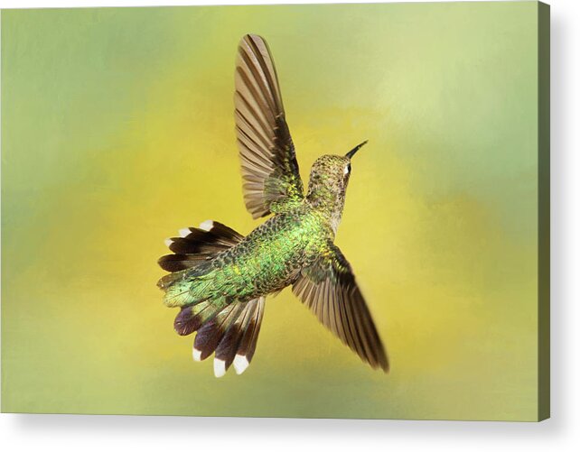 Black-chinned Hummingbird Acrylic Print featuring the photograph Aerial Display by Donna Kennedy