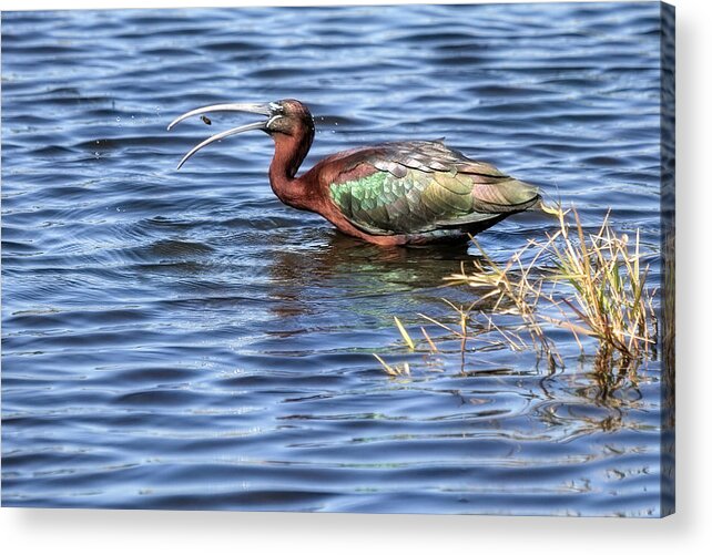 Glossy Ibis Acrylic Print featuring the photograph Afternoon Snack by Donna Kennedy
