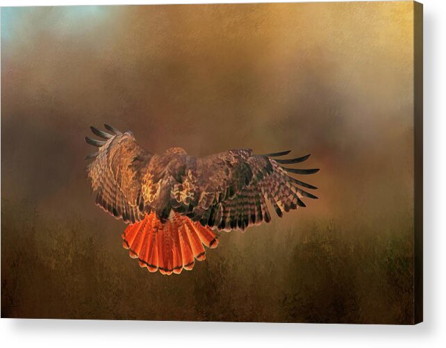 Red Tail Hawk Acrylic Print featuring the photograph Airbrakes by Donna Kennedy