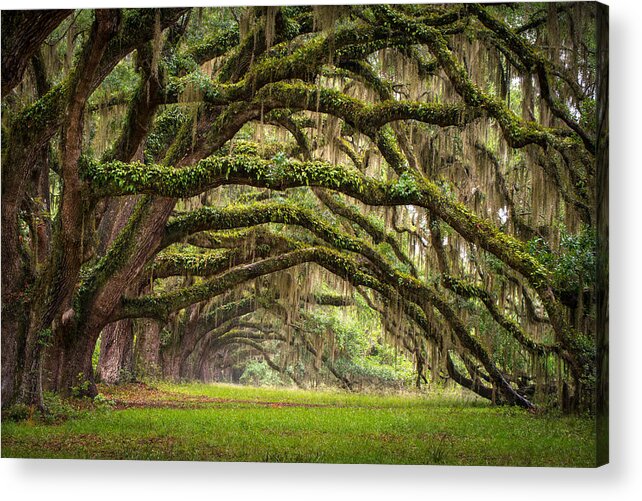 #faatoppicks Acrylic Print featuring the photograph Avenue of Oaks - Charleston SC Plantation Live Oak Trees Forest Landscape by Dave Allen