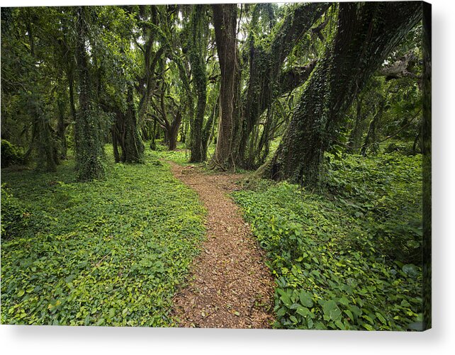 Art Acrylic Print featuring the photograph Backwoods Path by Jon Glaser