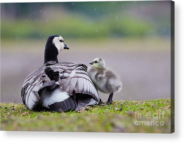 Barnacle Goose Acrylic Print featuring the photograph Barnacle Goose with chick in the rain by Nick Biemans